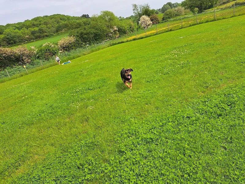 Lodge Farm Paddocks secure private dog field in NN17 3EQ