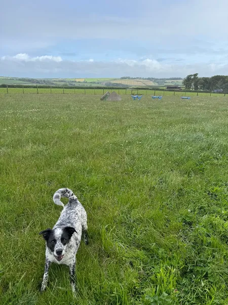 Trixie Paws secure private dog field in Buckland Brewer, EX39 5EN