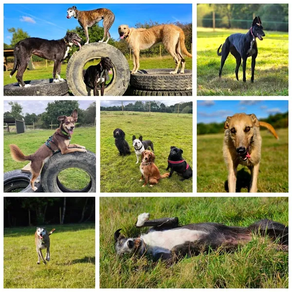 The Dog Walking Field - Folkestone secure private dog field in Bargrove Folkestone, CT18 8BJ