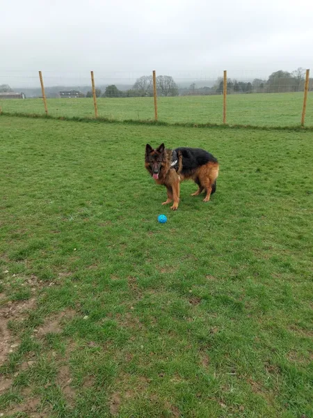 Baffles@Burley Secure Dog Field secure private dog field in Burley-In-Wharfedale, LS29 7DY