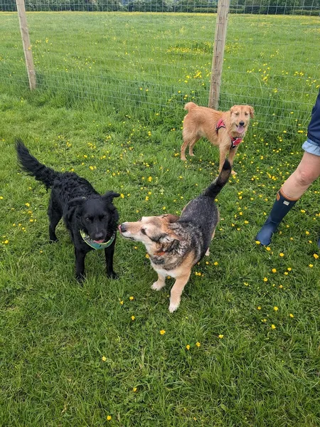 WoofPark secure private dog field in Saltford, BS31 3TJ