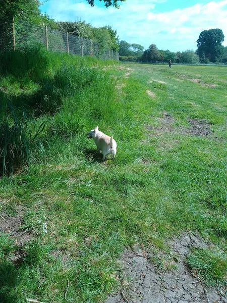 Archie's Field secure private dog field in Knowle, B93 0AE
