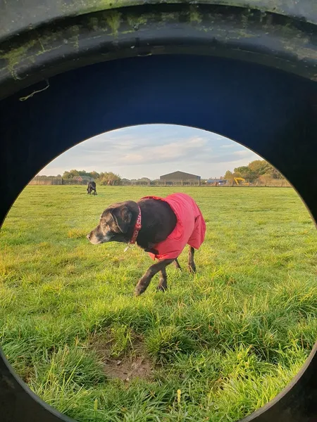 Mansty Dog Fields secure private dog field in Stafford, ST19 5SA