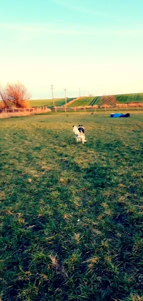 The Paw Park Ecclesmachan secure private dog field in Broxburn, EH52 6PA