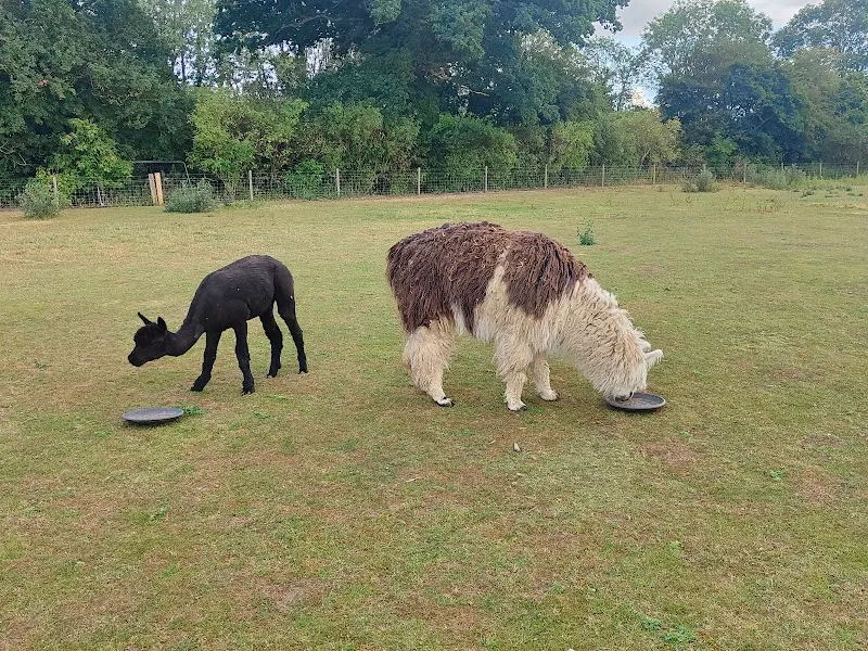 Paws For Play secure private dog field in Wymondham, NR18 0JQ