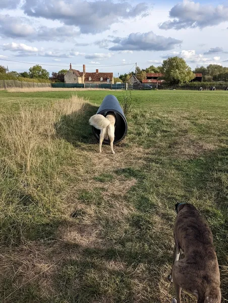 Lose The Lead secure private dog field in Lower Arncott, OX25 1NY