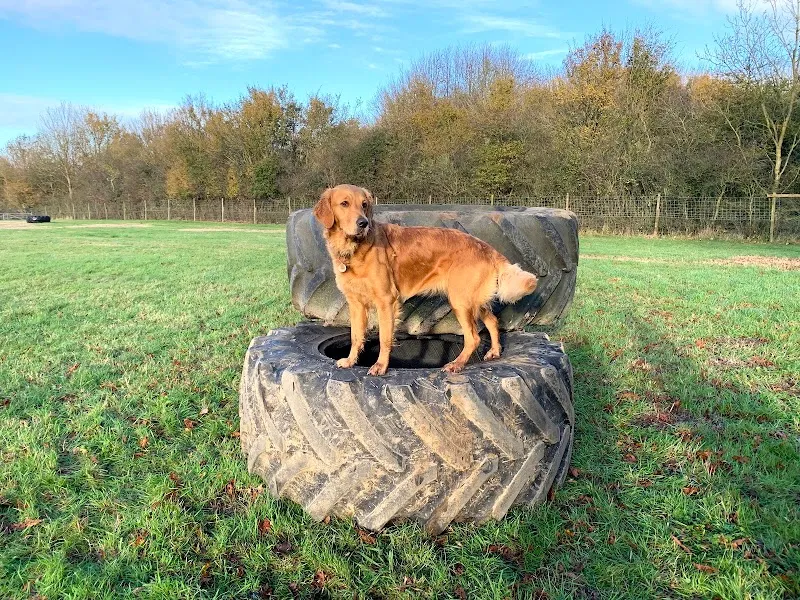 Oxford Secure Dog Walking Field secure private dog field in OX33 1DE