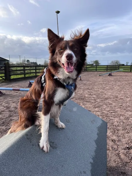 The Dog Play Park – Secure Dog Park secure private dog field in Biddulph Park, ST8 7SP