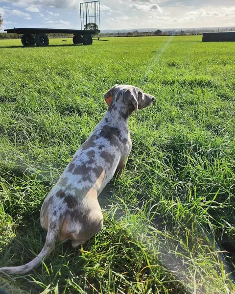 Leads Off And Love it secure private dog field in Wallingford, OX10 7AE