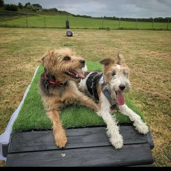 Unleashed Dog Adventure Park secure private dog field in Northern Ireland, BT67 9LA