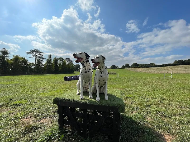 Merlin's Meadow Redmarley - Dog Park secure private dog field in Redmarley, GL19 3NB