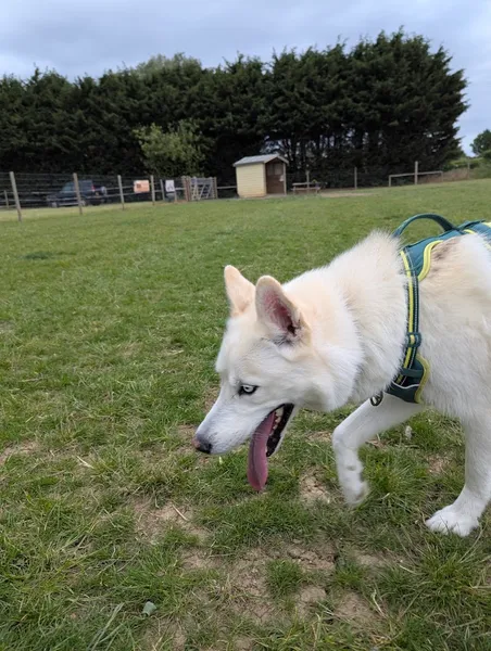 Freedom For Your Dog - Dog Field secure private dog field in Braintree, CM77 6TA