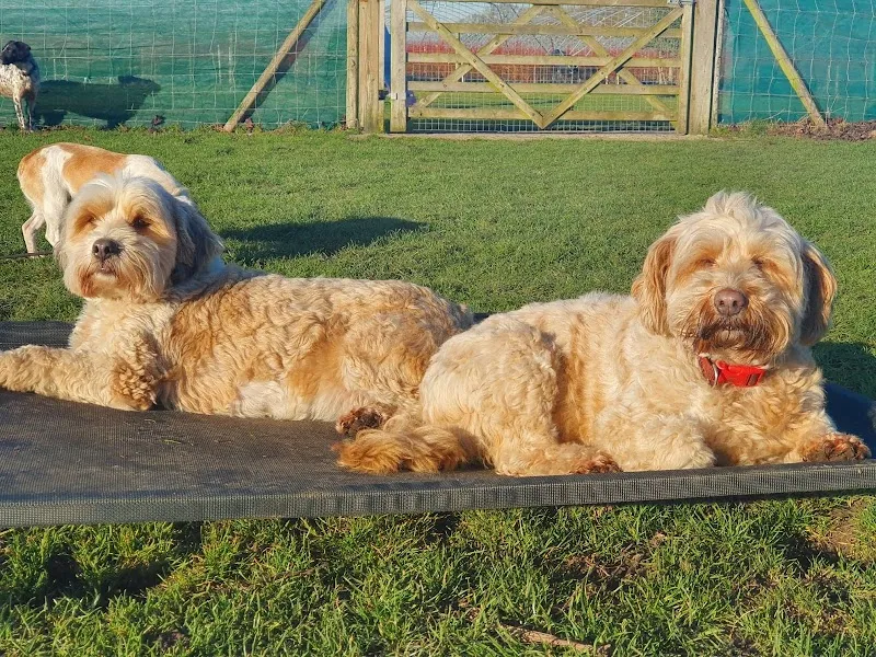 Dog Trouble secure private dog field in Wokingham, RG40 3AP
