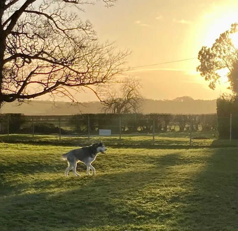 Pockthorpe Dog Park secure private dog field in Driffield, YO25 4SX