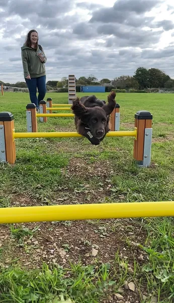 BARK PARK secure private dog field in Hayle, TR27 6AL