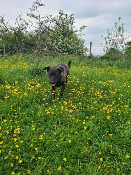 Merlin's Meadow Tewkesbury - Dog Park secure private dog field in Bushley, GL20 6HP