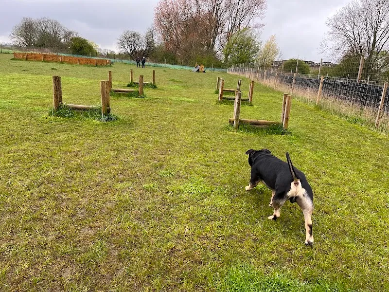 Odin Valley Dog Park secure private dog field in East Boldon, NE36 0BT