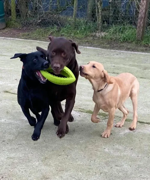 Happy Paws Dog Park secure private dog field in York, YO51 9QQ