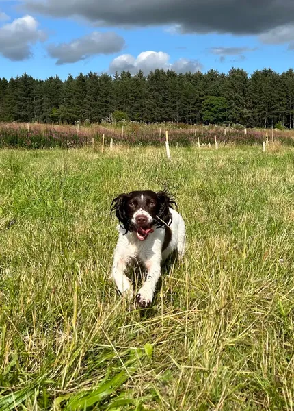 Wychbold Walkies secure private dog field in Wychbold, WR9 0BX