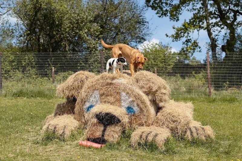 Woofworthy Secure Dog Field secure private dog field in Holsworthy, EX22 6NF