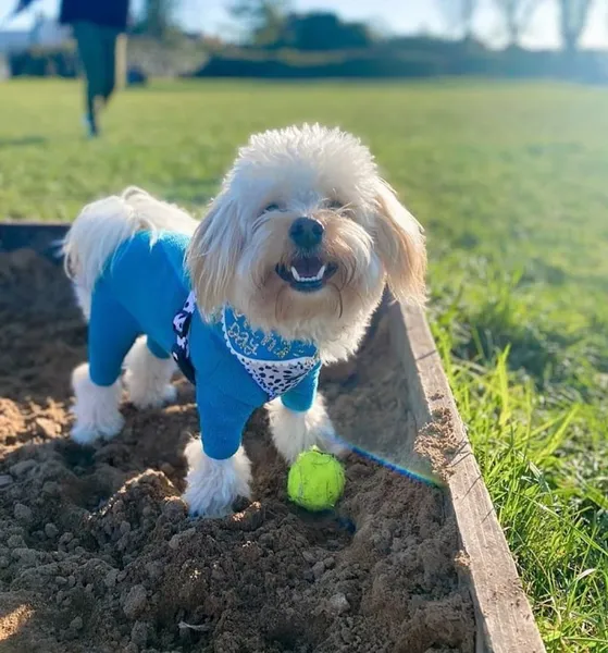 Paws In The Park Chichester secure private dog field in Chichester, PO20 7NG