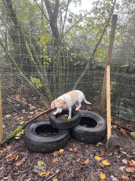 Waggy Tail Woods secure private dog field in Cockfield, DL13 5RB