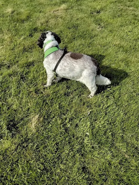Brookfield Place Kennels and Freedom Field secure private dog field in Sudbury, CO10 7QF