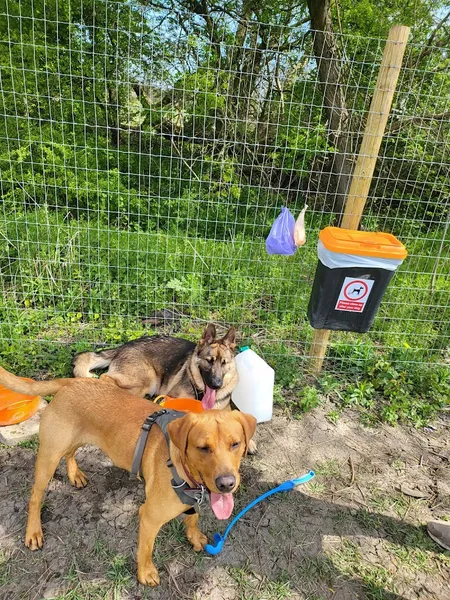 Dog Haven at Copse Haven, Hurworth Moor secure private dog field in Darlington, DL2 1QD