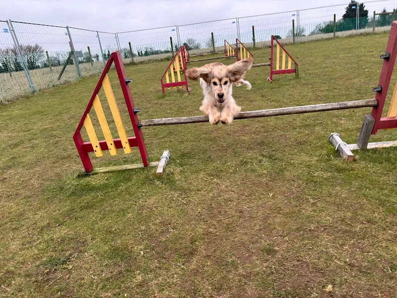 Donkey Dell Dog Exercise Fields secure private dog field in Norfolk, NR12 7LB