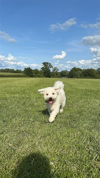 Holme Meadow Sugnall secure private dog field in Stafford, ST216LY