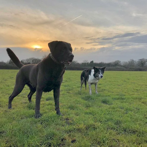 Fidosfun Fields secure private dog field in Wokingham, RG40 3ER