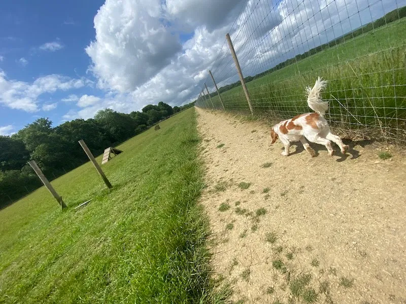 Paw Paddock - Wickham secure private dog field in Fareham, PO17 5PD