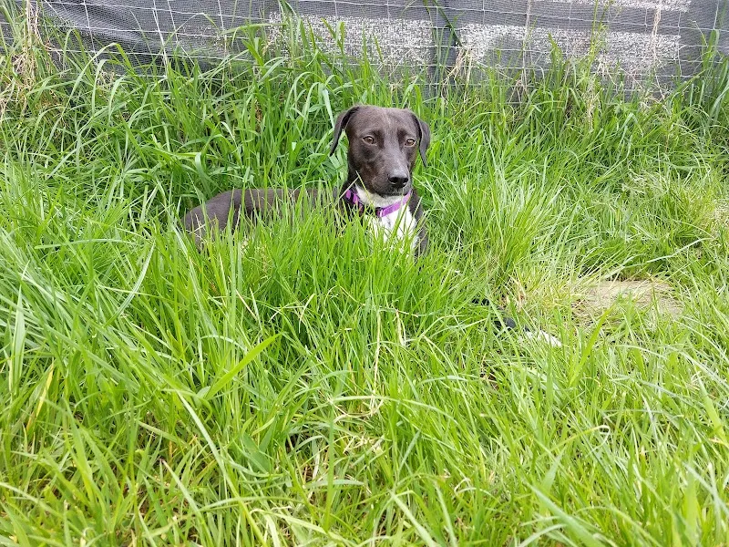 Petersfield Dog Park secure private dog field in Froxfield, GU32 1DY