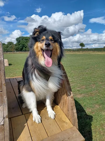 Acres Canine Field secure private dog field in Northallerton, DL6 3SX