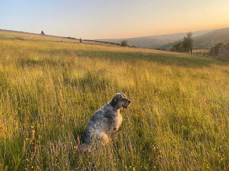 Marsden Mutts Secure Dog Field secure private dog field in Huddersfield, HD7 5TZ