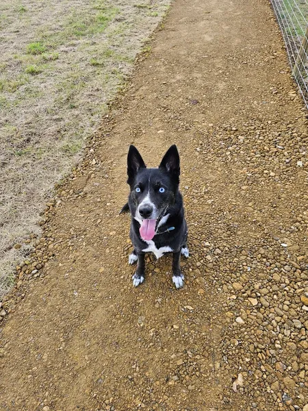 Paw Paddock - Worthing secure private dog field in Worthing, BN12 6PD