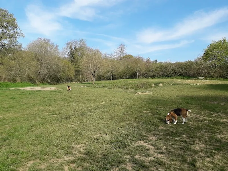 Calvin's Fields at the Coloured Ponds secure private dog field in Rake, GU31 5DL