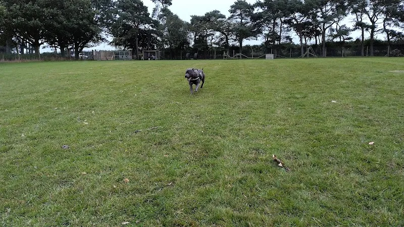 The Pawsome Park secure private dog field in Manley Rd Frodsham, WA6 6HL