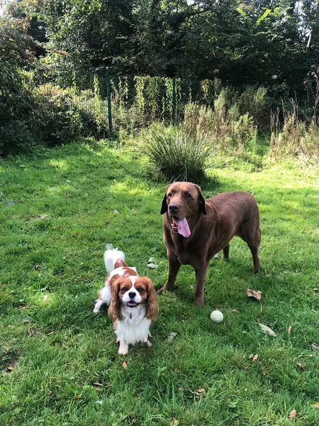 Heatherdene Hideaway secure private dog field in Pevensey, BN24 5BS