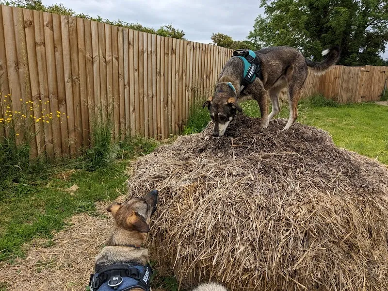 Positive Paws Dog Training secure private dog field in Barton, CB23 7BA