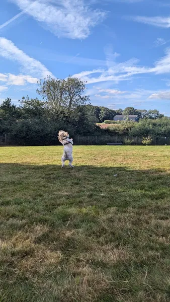 Run Wild Dog Park secure private dog field in CM9 8LY