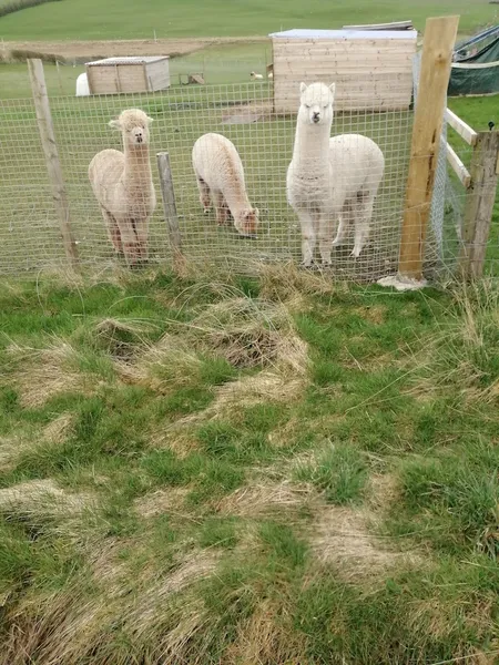 Run Free Dog Fields - Biggar secure private dog field in Biggar, ML12 6RD