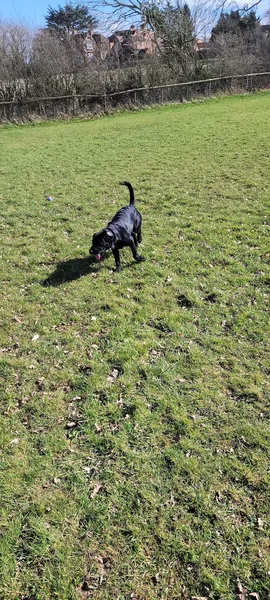 Packwood Paws secure private dog field in Solihull, B94 6QA