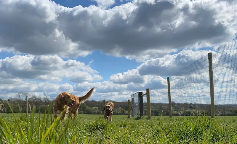 Just a dog in a field secure private dog field in Alcester, B495LS