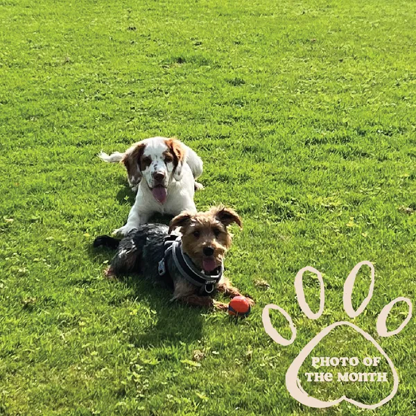 Paws in the Park, Burrough Court secure private dog field in Burrough on the Hill, LE14 2QS