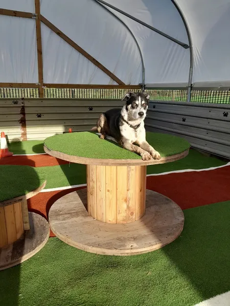 The Wag-Tail Meadow (Stocking Barn Farm ) secure private dog field in HR6 9PX