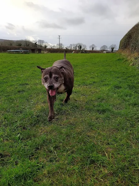 The Dog Patch secure private dog field in Mold, CH88QL