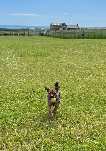 Pounding Pawz secure private dog field in Peterhead, AB42 0PR