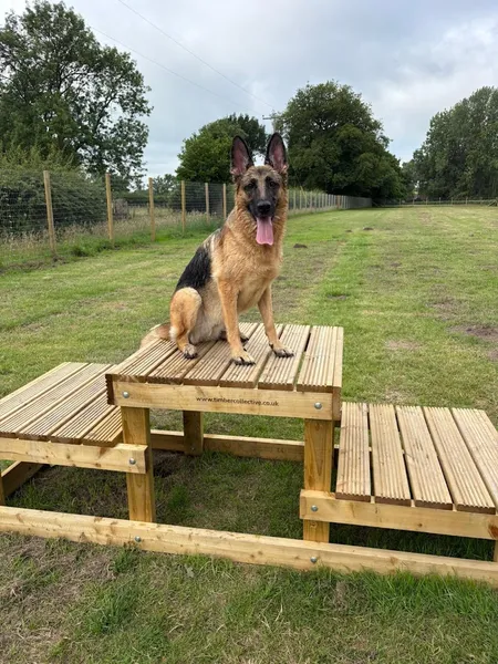 The Dogs Paddocks Knutsford secure private dog field in Cheshire East, WA16 0JE
