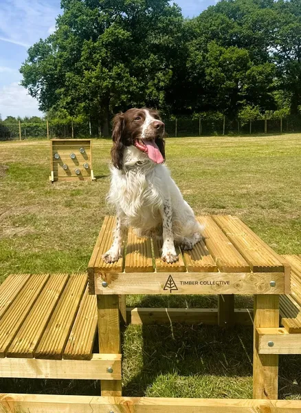 The Dogs Paddocks Knutsford secure private dog field in Cheshire East, WA16 0JE